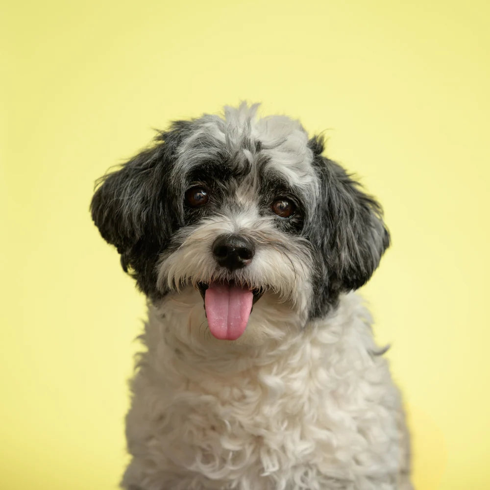 Dog portrait on yellow seamless