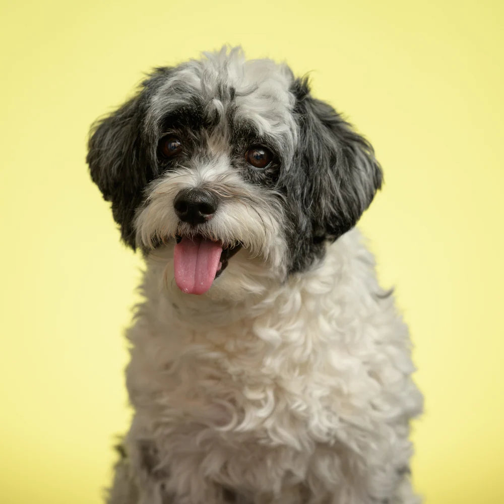 Dog portrait on yellow seamless